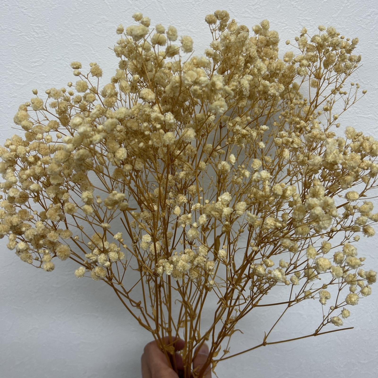 60g 永生花满天星 自然白 花材