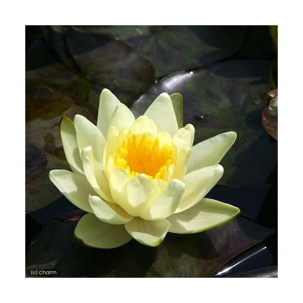 (生物栖息地)睡莲 温带性睡莲(睡莲) 黄色(无农药)(1盆)