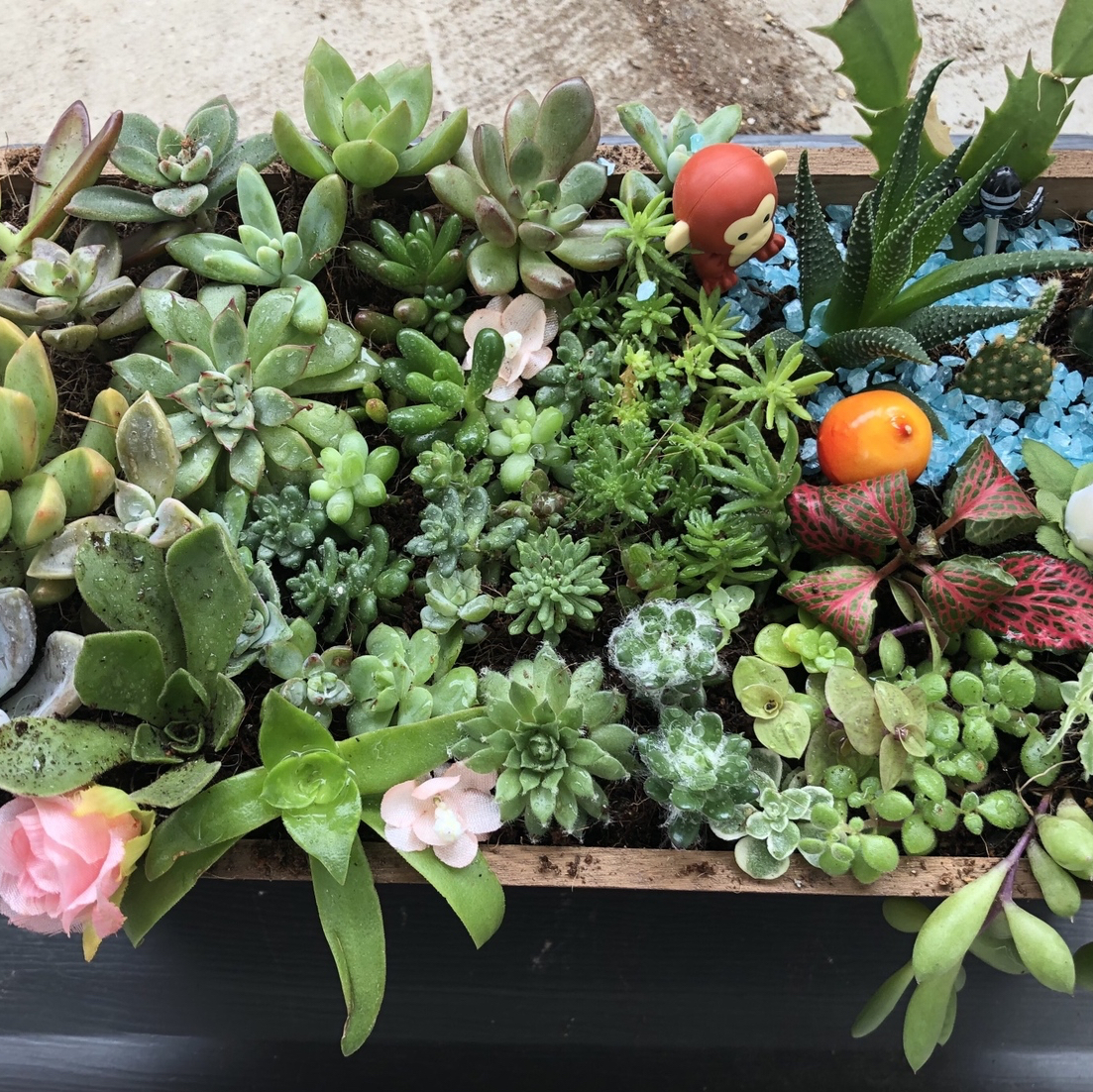 多肉植物组合
