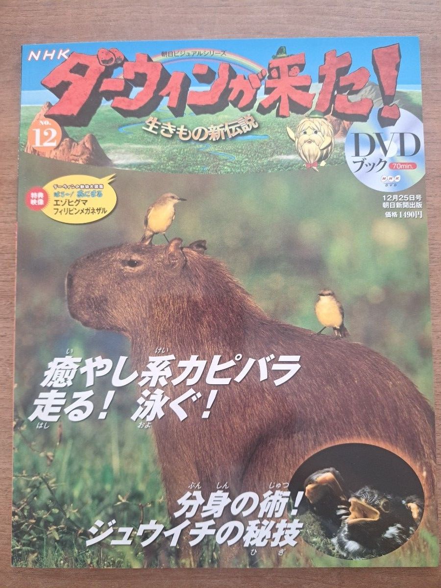 NHK《达尔文来了！》生物新传说 DVD书 第12号 治愈系水豚 跑步！游泳！