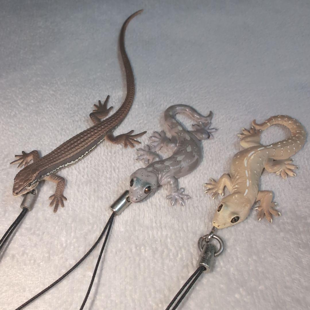 Nature Technicolor Lizard and Gecko Strap - Mercari Shipping