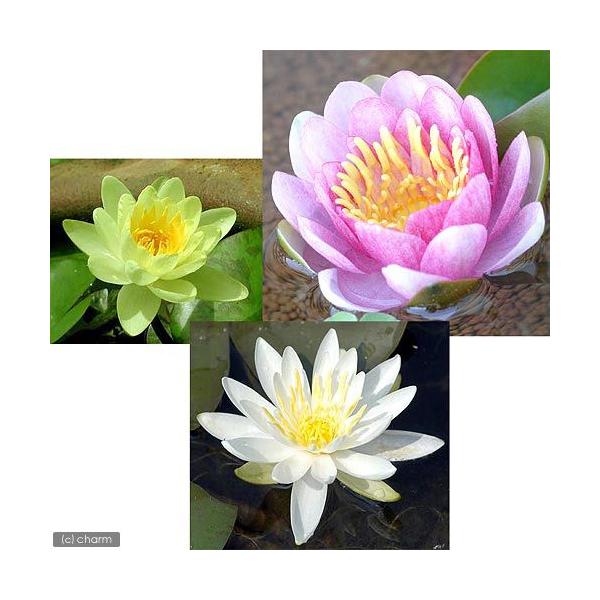 (生物栖息地)睡莲 温带睡莲3色套装 桃色・黄色・白色(每种各1株)