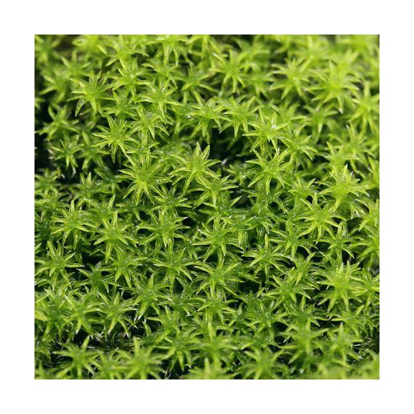 (观叶植物)瓶栽 苔藓 泥炭藓 两包份