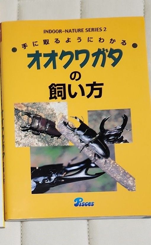 大锹甲的饲养方法