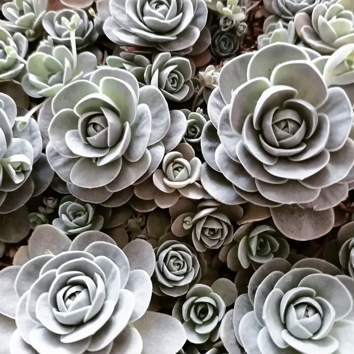 魔女の棲む森 ~ Cadeau de la Sorcière ~ Orostachys boehmeri 子持ち蓮華 多肉植物
