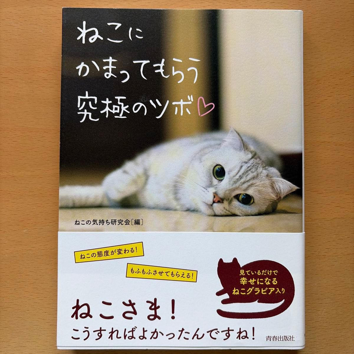让猫咪关注你的终极秘诀 猫咪心情研究会/编