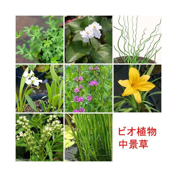 (生物群落)水生植物 随机中景草(无农药)(3盆套装)