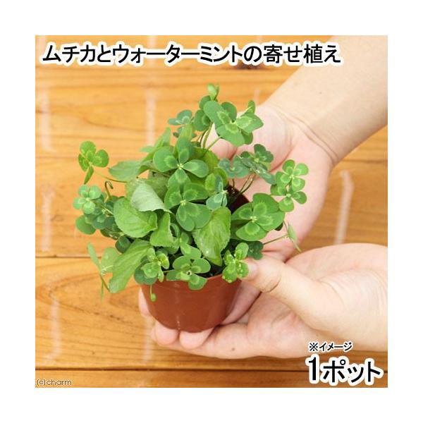 (生态池)水生植物 也可放入斑马鱼盆中的水生植物 薄荷与水薄荷的组合种植(无农药)(1盆)(刚扦插的薄荷)