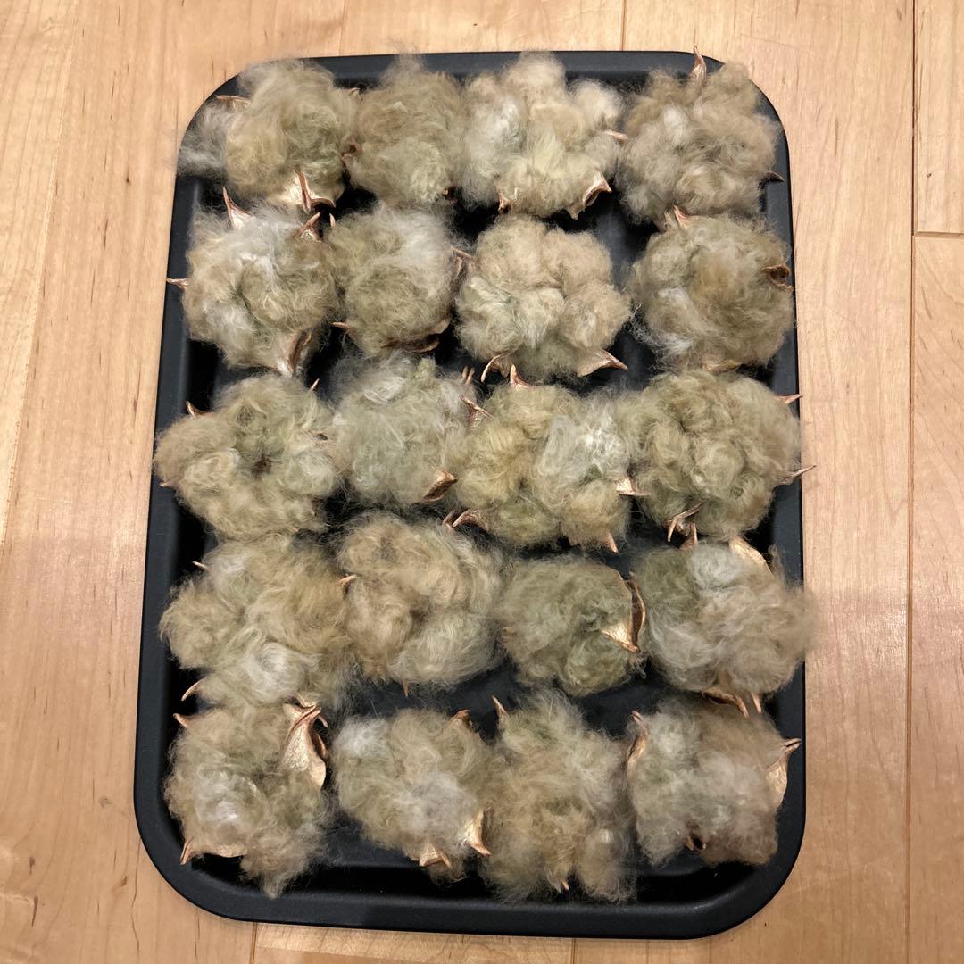 棉絮花 有机 棉花 绿色 干燥花 花材 14朵
