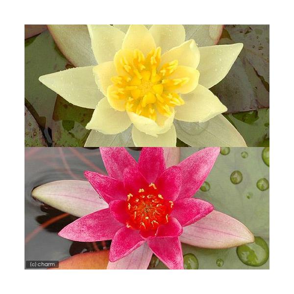 (生物栖息地)睡莲 姬睡莲 色彩套装 红色・黄色(各1株)