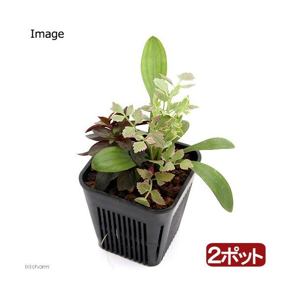 （生态池）让日本斗鱼喜爱的水生植物！产卵与躲藏专用组合盆栽 3号（2盆套装）水质净化