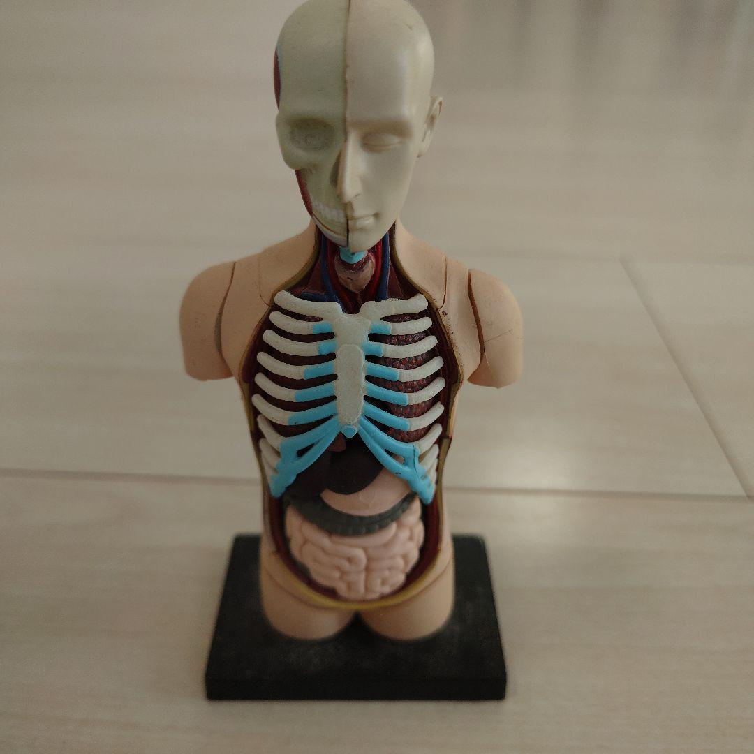 人体模型 拼图 解剖模型 anatomic model