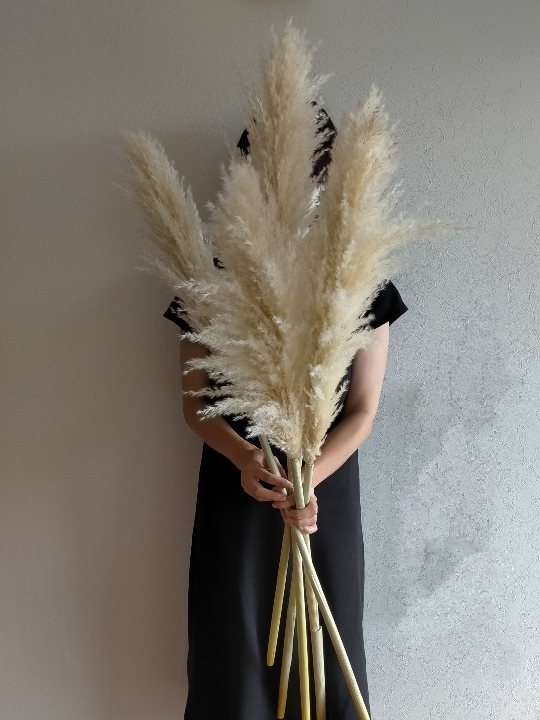 潘帕斯草 白色 L干花 大 室内装饰 婚礼 杂货
