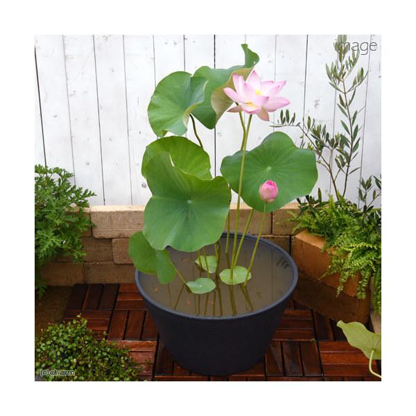 （生态池）（日本斗鱼）初学者适用 睡莲盆饲养日本斗鱼套装（灰色）花色随机 荷花＋6条姬斗鱼 附说明书 仅限本州与四国地区 饲养套装