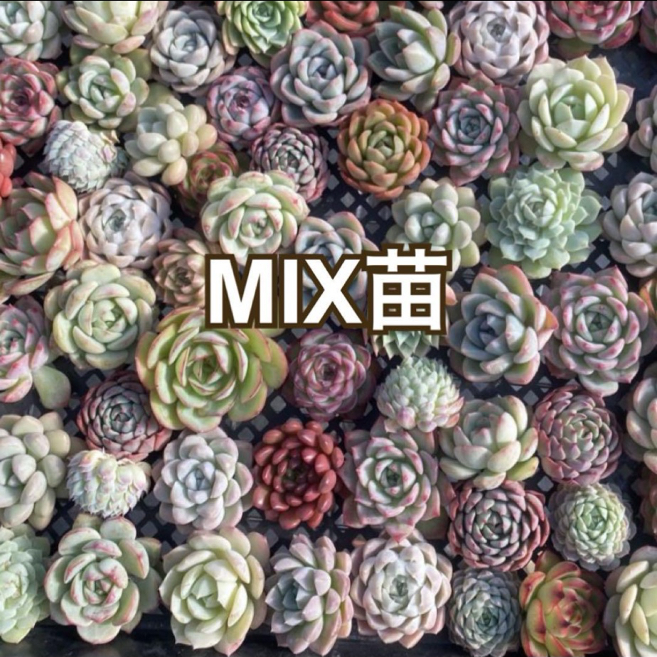 多肉植物石莲花混合