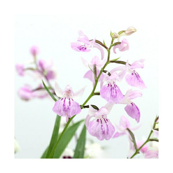 (Mountain and Wildflower) Uchōran (Butterfly Orchid) Color Assorted 2.5-inch Pot (1 Pot) (Dormant State)