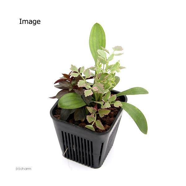 (生态缸)让日本斗鱼喜爱的水生植物!用于产卵与躲藏的组合盆栽,3号规格(1盆),兼具水质净化、隐蔽场所、产卵床及造景功能