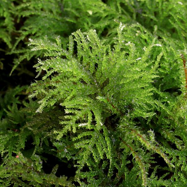 (Foliage Plant) Terrarium Moss Kiburi Nagi Moss Half Pack