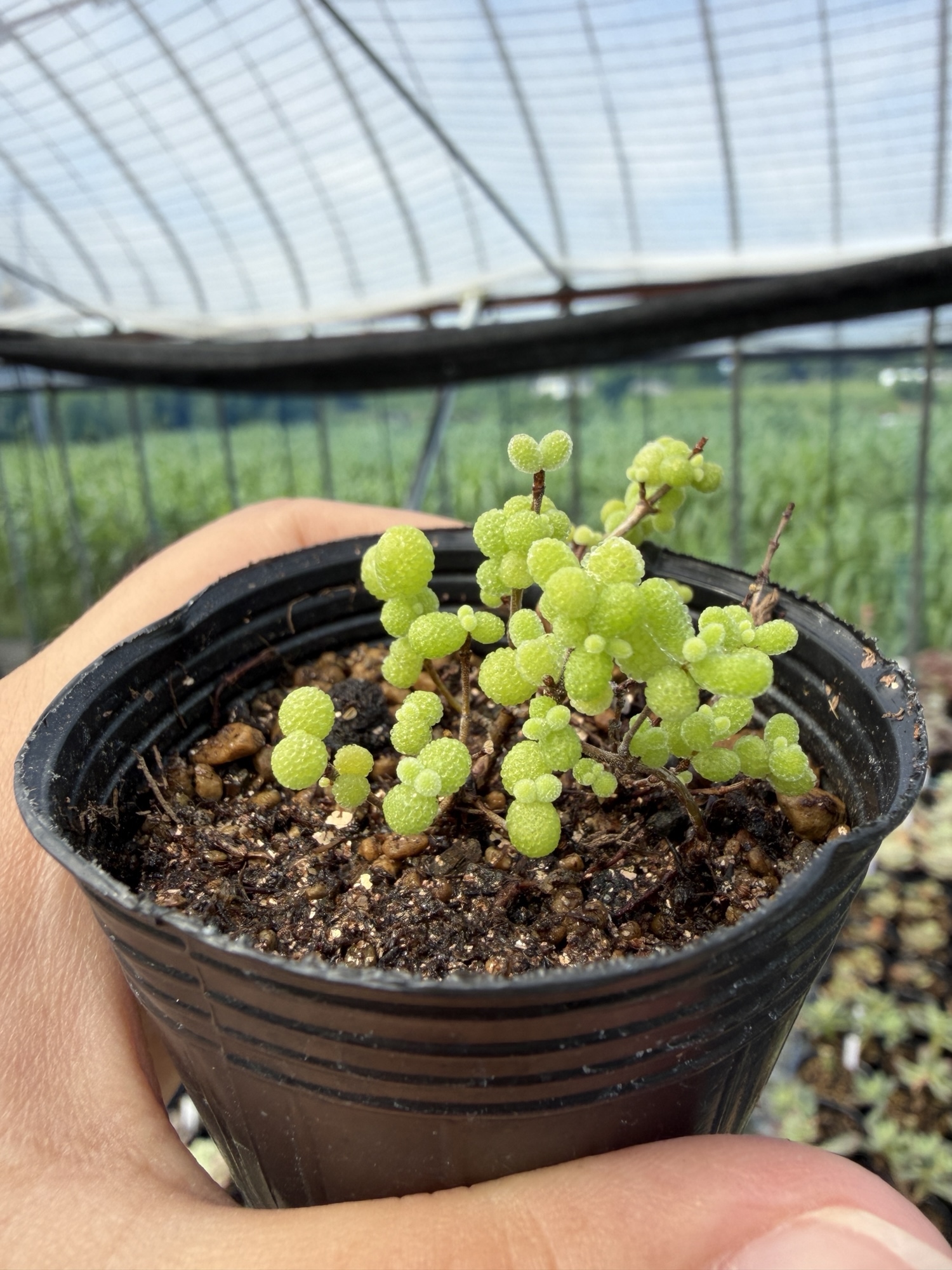 ⭐含小多肉植物9件套