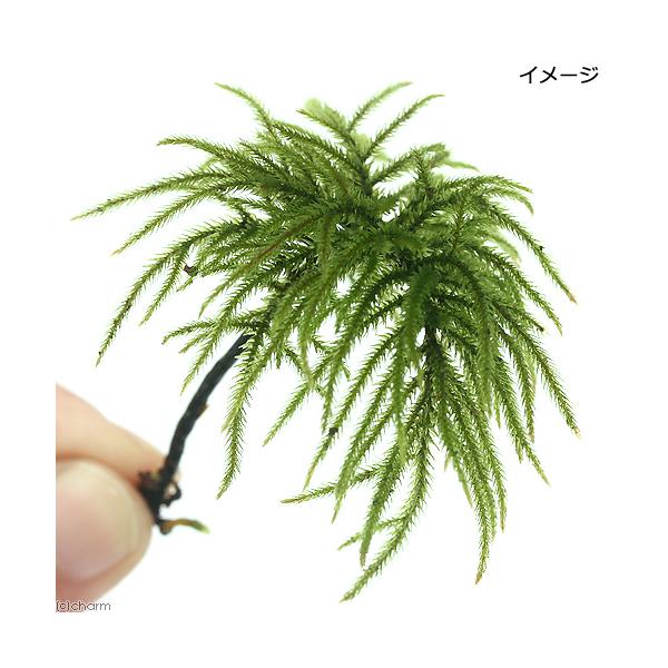 (观叶植物)生态瓶 苔藓 高山繁缕(无农药)(1株)