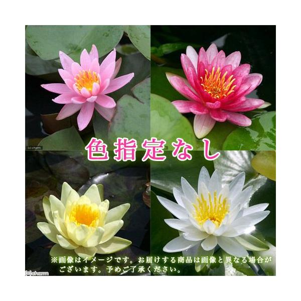 （生态池）睡莲　温带睡莲（睡莲）　不指定颜色（无农药）（1盆）　品种・种类随机配送