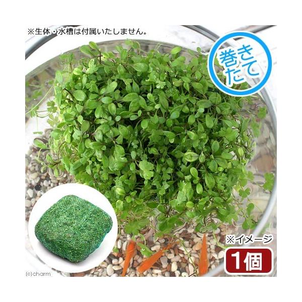 (水草)水生植物 新鲜卷制 深受斑马鱼喜爱的浮岛造型!〜绿色系混合〜浮岛 产卵 藏身处(水上叶)(1个)