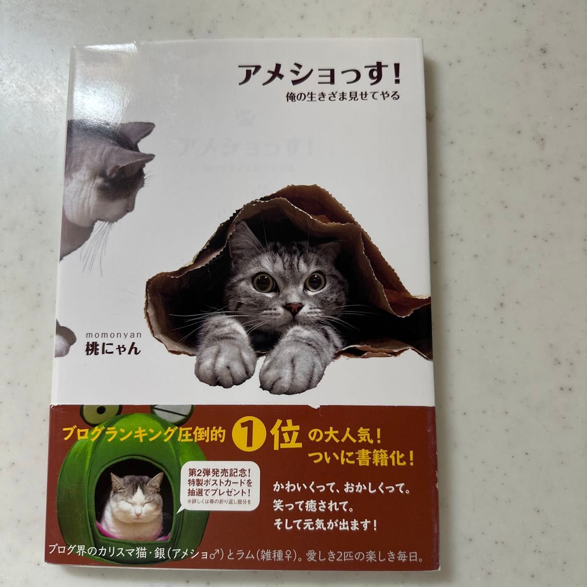 アメショっす！　俺の生きざま見せてやる 桃にゃん／著