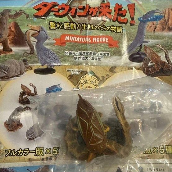 海洋堂 达尔文来了!迷你人偶 田鳖 全彩版