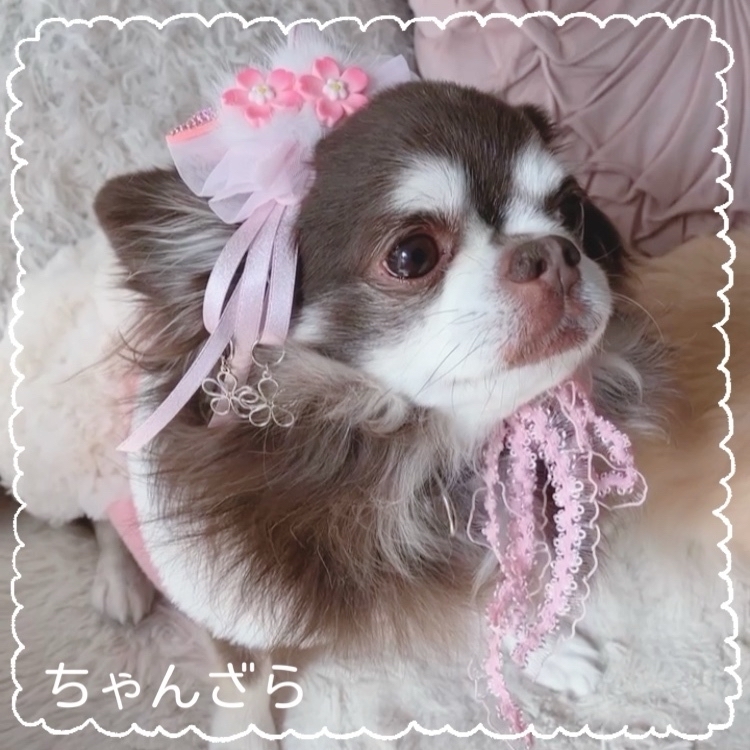 樱花子（粉）)