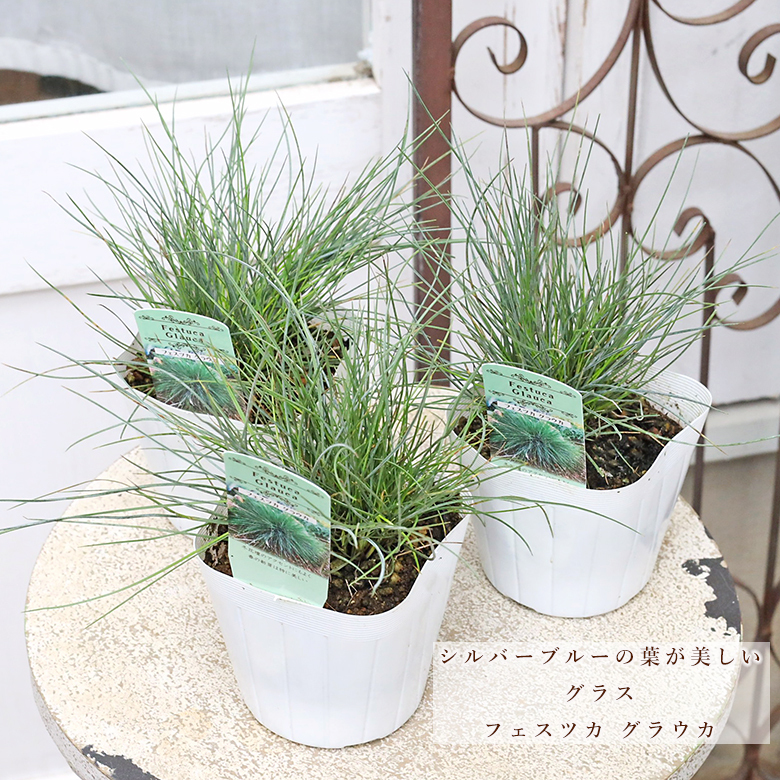 草本植物苗 羊茅属 蓝羊茅 3.5号盆 银蓝色 多年生草本 地被植物 自然风花园