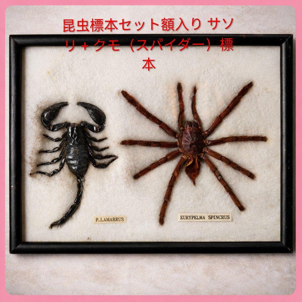 Insect Specimen Set with Frame: Scorpion + Spider (Spider) Specimen / Museum / Interior