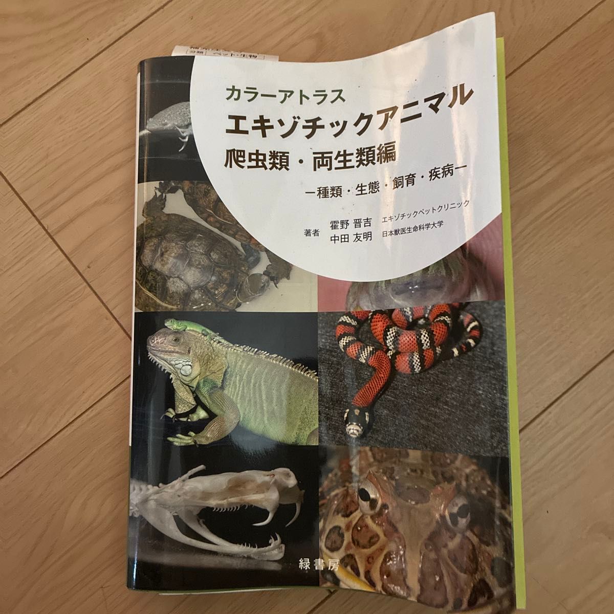 彩色图鉴 异宠 爬行类・两栖类篇 种类・生态・饲养・疾病