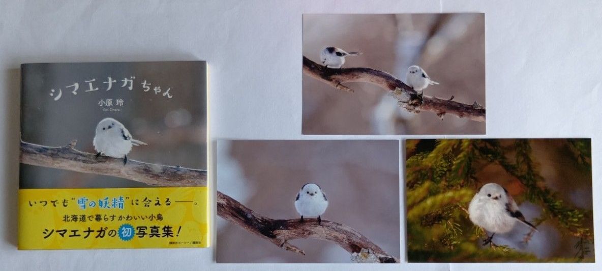 Shimaenaga-chan Photography Book by Reo Ohara Non-sale Postcard Set