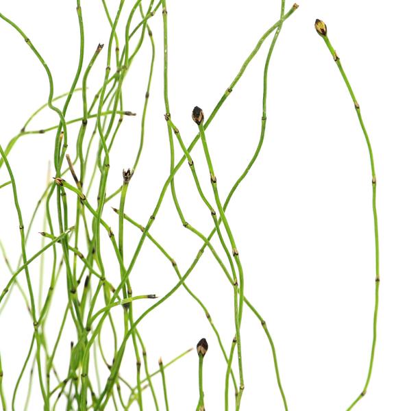 （ビオトープ）水生植物　ヒメドクサ（Ｅｑｕｉｓｅｔｕｍ　ｓｃｉｒｐｏｉｄｅｓ）　（無農薬）（１ポット）　抽水植物