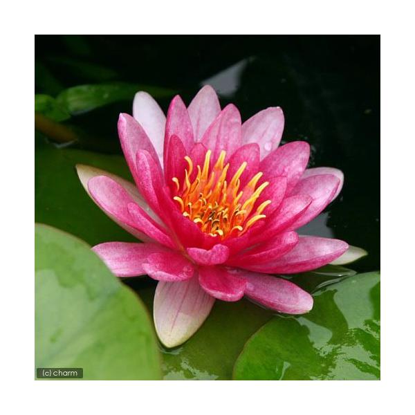 (生物栖息地)睡莲 温带性睡莲(睡莲) 红色(无农药)(1盆)