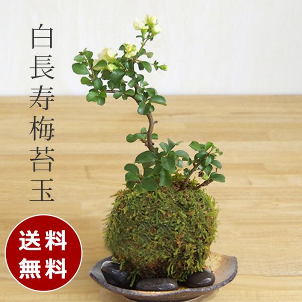 苔玉 盆栽 免费配送 白长寿梅 白花 长寿梅 苔玉 黑备前小器套装 长寿梅 长寿梅