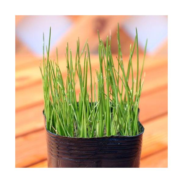 （生物栖息地）水生植物 姬萤蔺（无农药）（1盆） 抽水—湿生植物