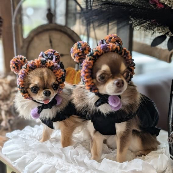 犬 SS码 万圣节 帽子 ♡ 猫 宠物 南瓜 幽灵 狗狗头套 佩戴物 绒球 针织 帽子 狗帽 针织帽 蝴蝶结 礼帽 纪念日 配饰 口水巾