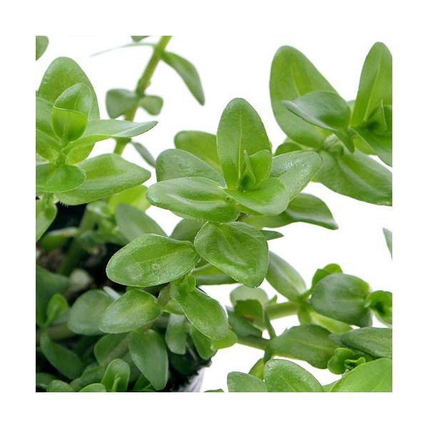 (生物栖息地)水生植物 水榕(无农药)(1盆)挺水植物