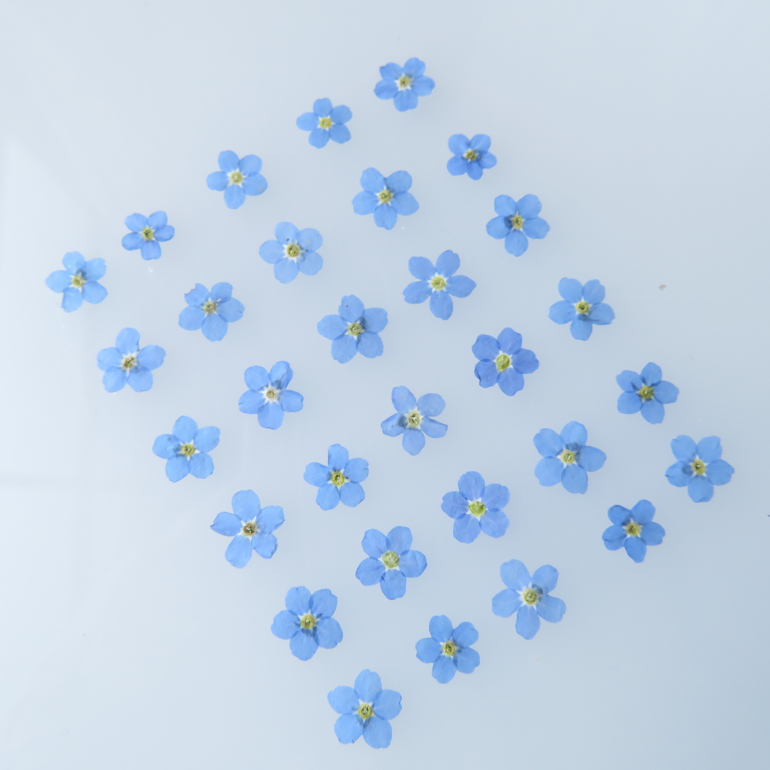 再販干花勿忘草蓝色