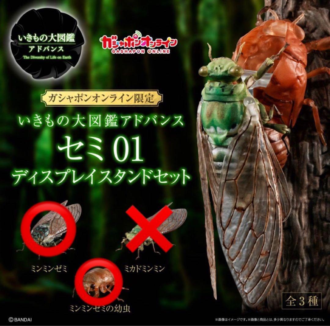 いきもの大図鑑 セミ01 ディスプレイスタンドセット ミンミンゼミ、幼虫