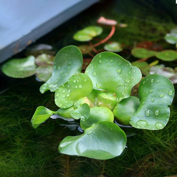 (Floating Plant) Medaka, Goldfish, Water Lettuce, Hosta Grass, Domestic (Water Lettuce) (5 Plants), Spawning Bed, Water Purification, Aquatic Plant, Biotope, Jade Grass