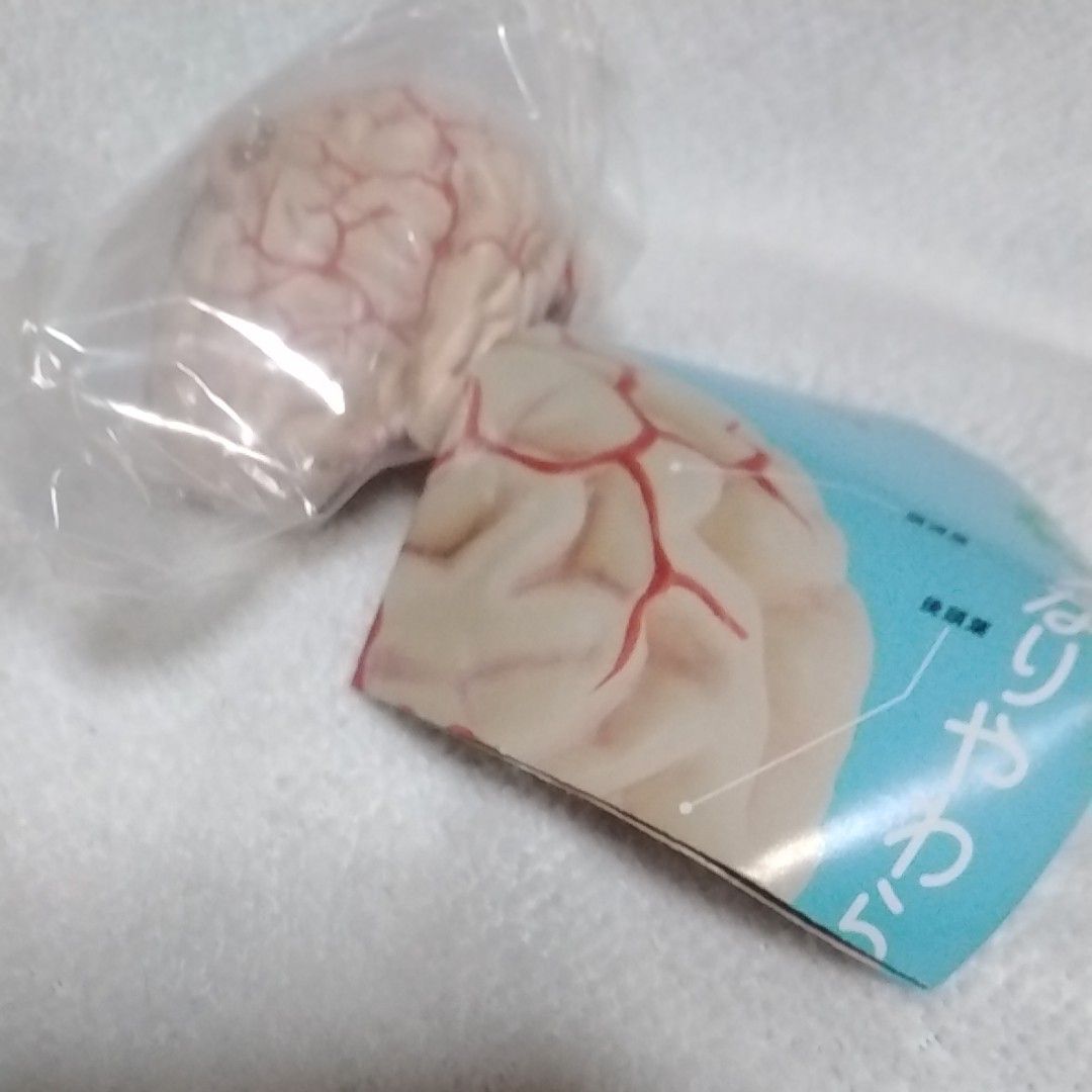 花样滑冰钥匙圈相当柔软的人体解剖立体图鉴自然技术彩色脑模型