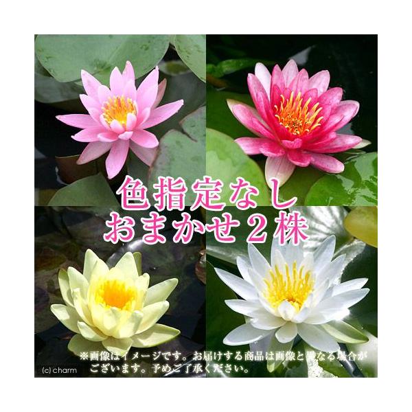 (生态池)睡莲 温带睡莲(睡莲) 颜色不限(无农药)(2盆)