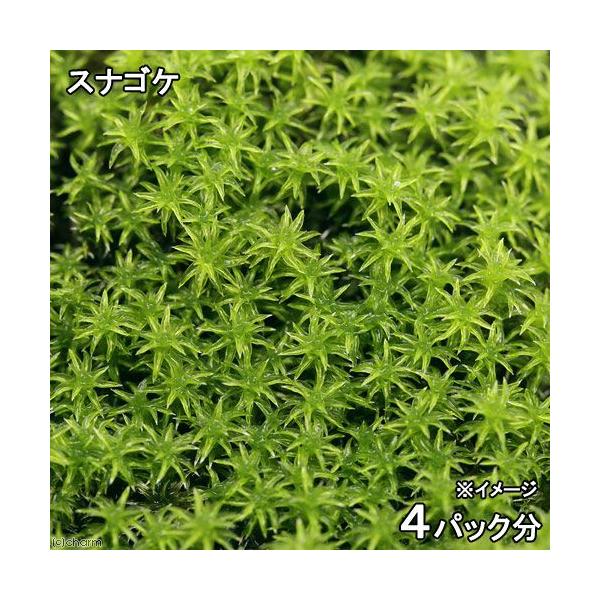 (观叶植物)瓶栽 苔藓 泥炭藓 4包份