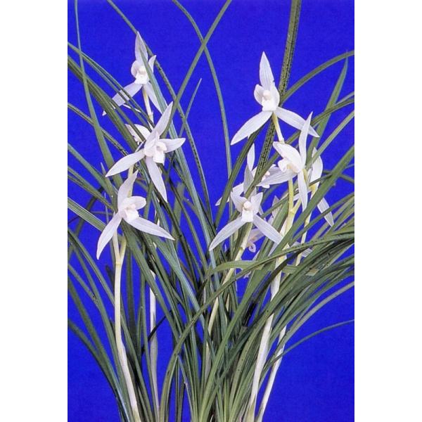 [Chinese Spring Orchid] Yunnan Snow White (Unnan Sekko) / Flower, Orchid, Oriental Orchid, Spring Orchid