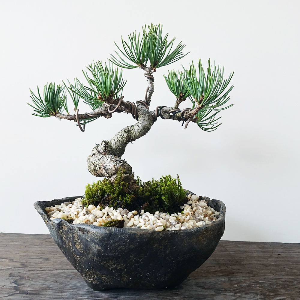 粗壮的树干向四面舒展枝条,颇具风骨的盆栽——五叶松盆栽(仓真钵)