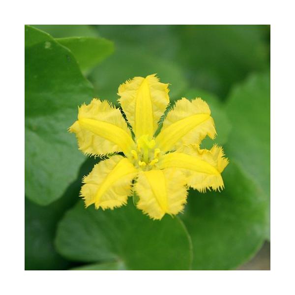 （生态池）水生植物 芦苇 花色为柠檬黄（无农药）（1盆） 浮叶植物