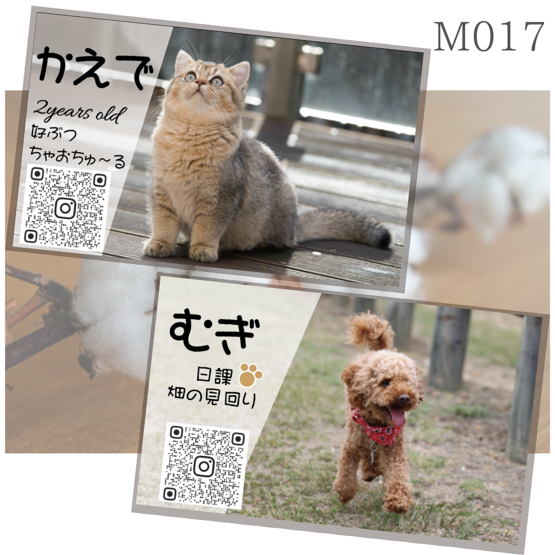 ♦︎♢M017 宠物名片 我家孩子卡片 Instagram名片 带照片名片 全定制