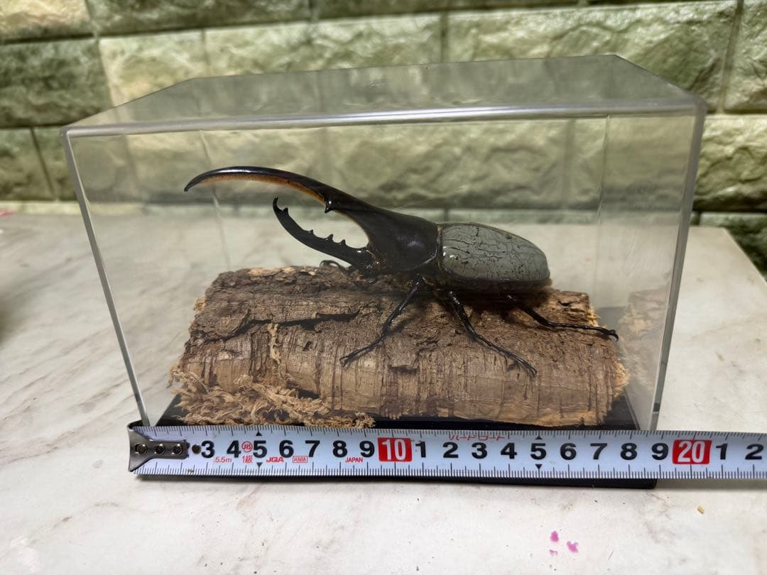 Hercules Beetle Diorama Specimen with Display Case